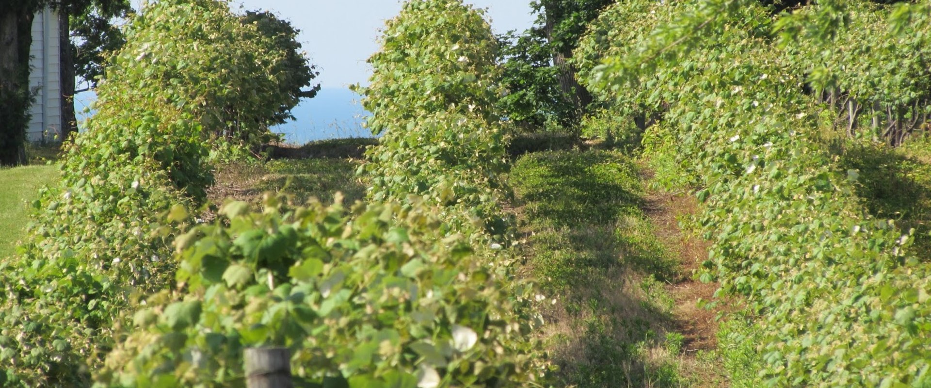 The Evolution of Winemaking in Chautauqua County, New York
