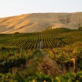 Discovering the Sustainable Wines of Chautauqua County, New York