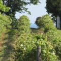 The Evolution of Winemaking in Chautauqua County, New York