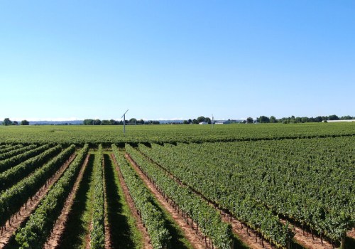The Rise of Eco-Friendly and Sustainable Wineries in Chautauqua County, New York