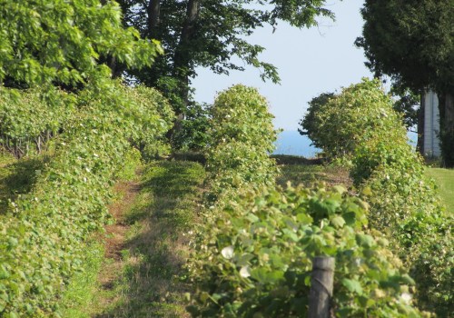 The Evolution of Winemaking in Chautauqua County, New York